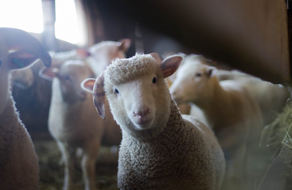 oveja con lana de merino color blanco