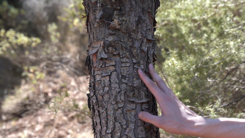 madera maciza natural con certificado PEFC 